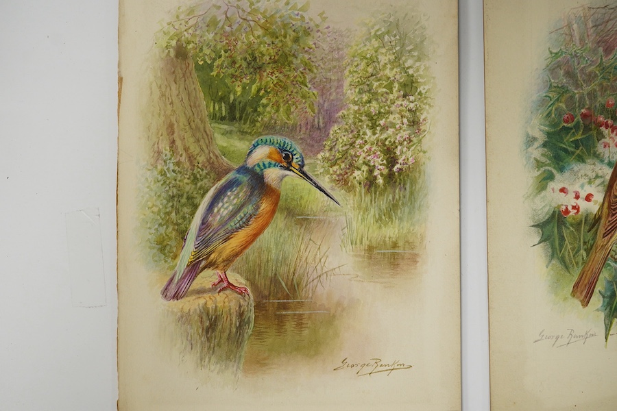 George Rankin (1864-1937), pair of original watercolours for postcard designs British birds, ‘robin’ and ‘kingfisher’ each signed, unframed, 26 x 19cm. Condition - fair